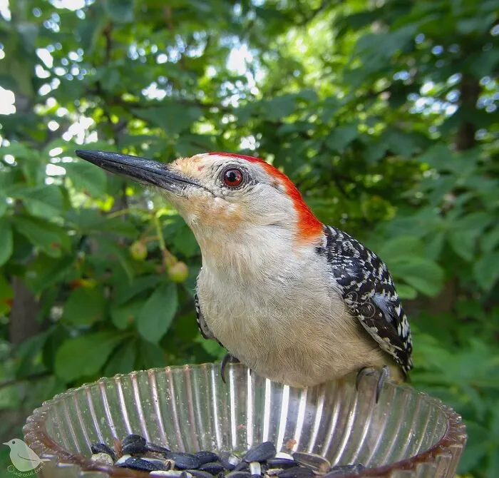 Woman Put a Camera On Bird Feeder In Her Yard, Here Is What It Has Caught (35 New Pics)