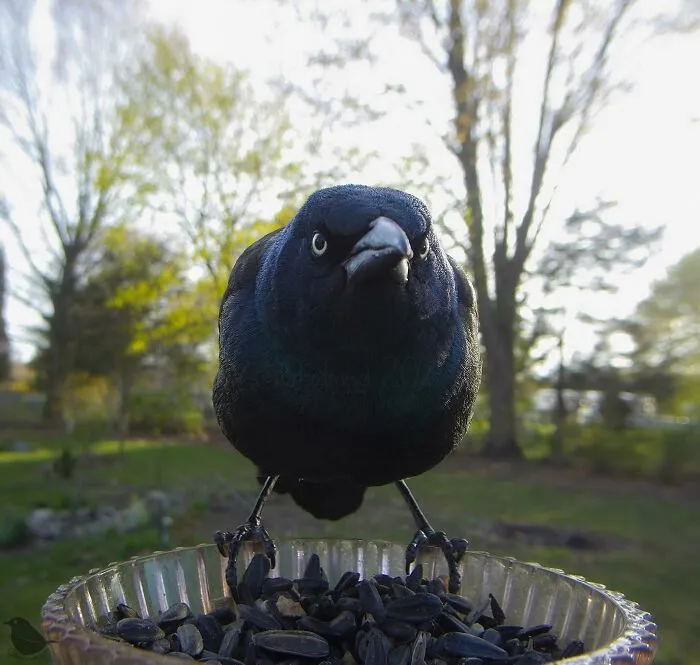 Woman Put a Camera On Bird Feeder In Her Yard, Here Is What It Has Caught (35 New Pics)