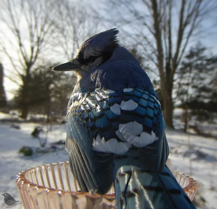 Woman Put a Camera On Bird Feeder In Her Yard, Here Is What It Has Caught (35 New Pics)