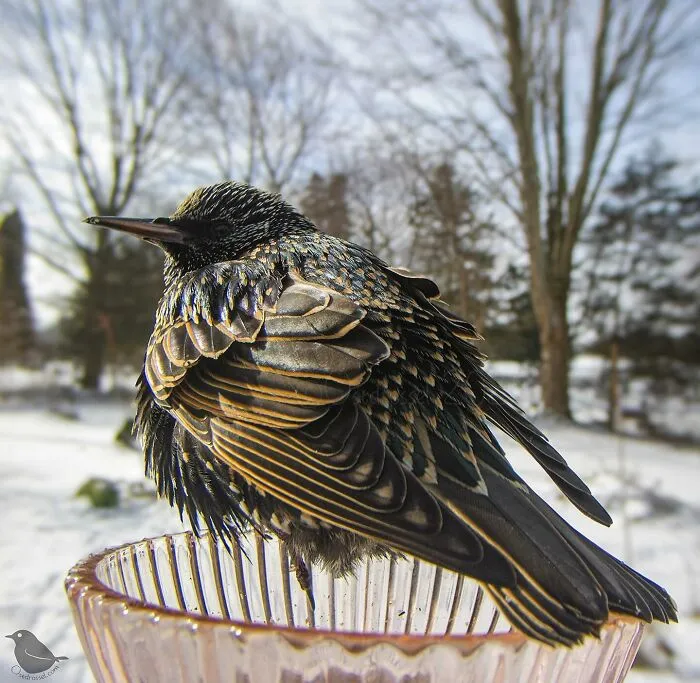 Woman Put a Camera On Bird Feeder In Her Yard, Here Is What It Has Caught (35 New Pics)