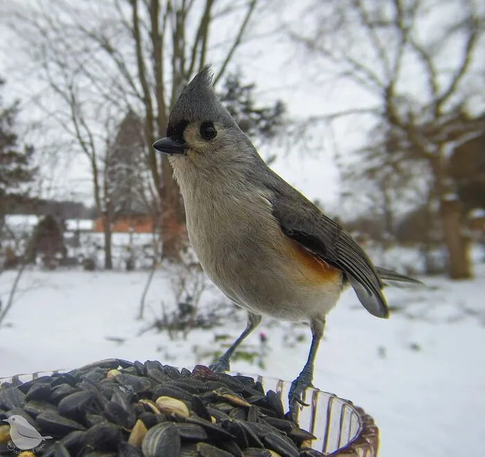 Woman Put a Camera On Bird Feeder In Her Yard, Here Is What It Has Caught (35 New Pics)