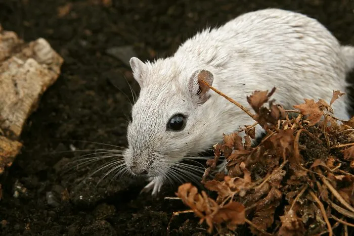 30 Cool And Interesting Animal Facts That People Didn't Learn At School