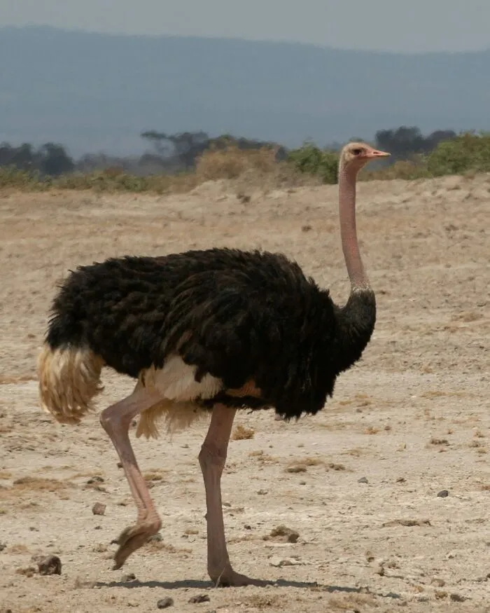30 Cool And Interesting Animal Facts That People Didn't Learn At School