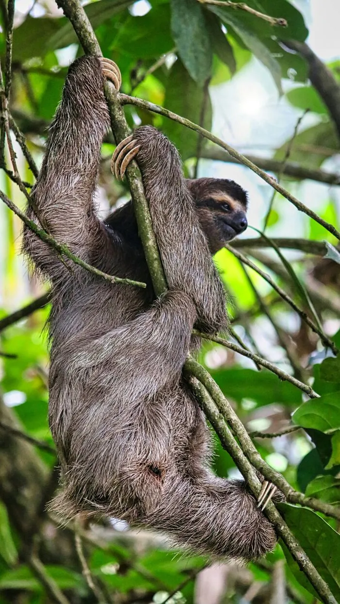30 Cool And Interesting Animal Facts That People Didn't Learn At School