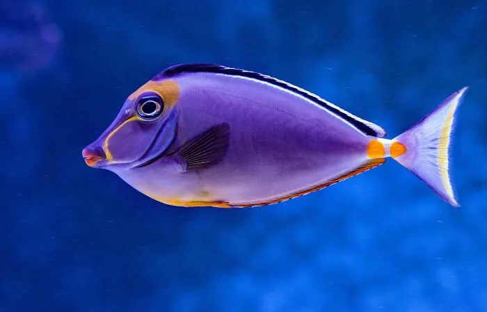 30 Cool And Interesting Animal Facts That People Didn't Learn At School
