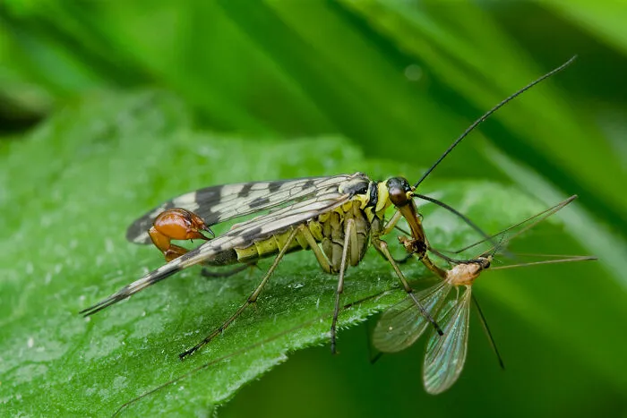 30 Cool And Interesting Animal Facts That People Didn't Learn At School