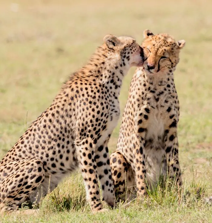 30 Cool And Interesting Animal Facts That People Didn't Learn At School
