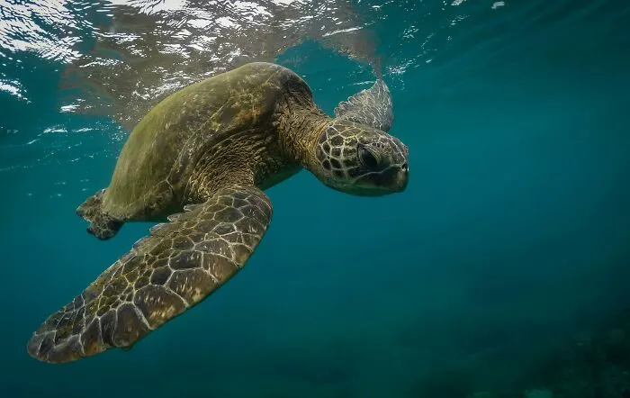 30 Cool And Interesting Animal Facts That People Didn't Learn At School