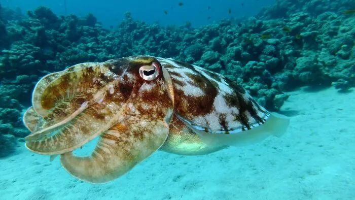 30 Cool And Interesting Animal Facts That People Didn't Learn At School
