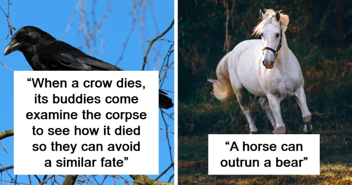 30 Cool And Interesting Animal Facts That People Didn't Learn At School