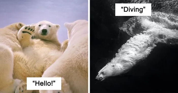 I’m An Animal Photographer, And Here Are My 10 Best Shots Of Polar Bears