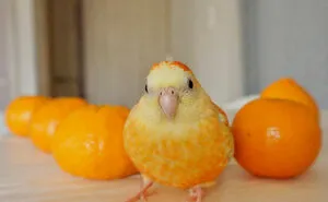 50 Hilarious Photos Of Animals Who Have An Uncanny Resemblance To Foods