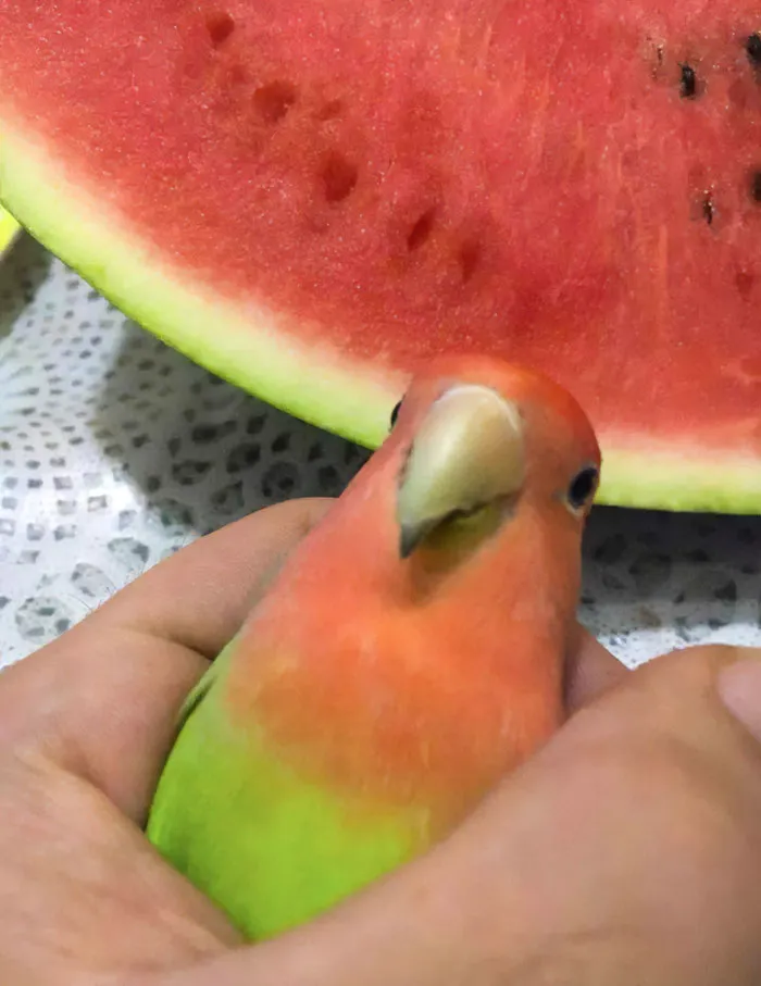 What Kind Of A Melon Is This