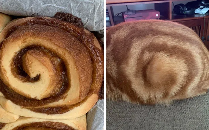El trasero de mi gato parece un rollito de canela