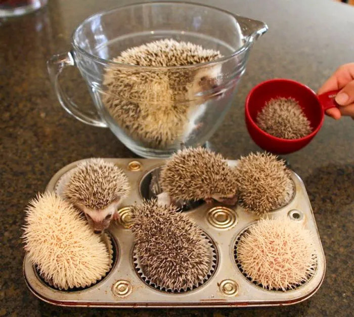 The One On The Bottom Right Is Trying Very Hard To Be A Good Cupcake