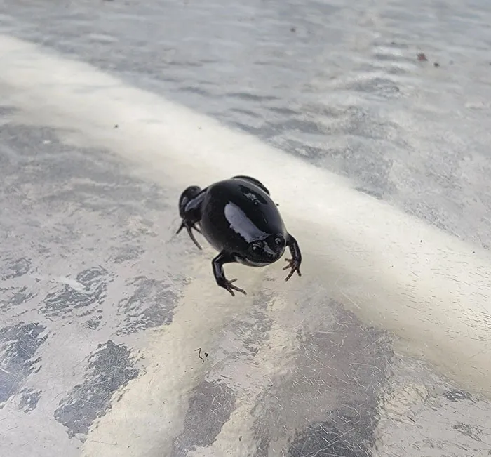 Forbidden Olive