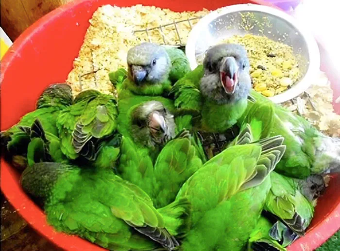 Forbidden Salad