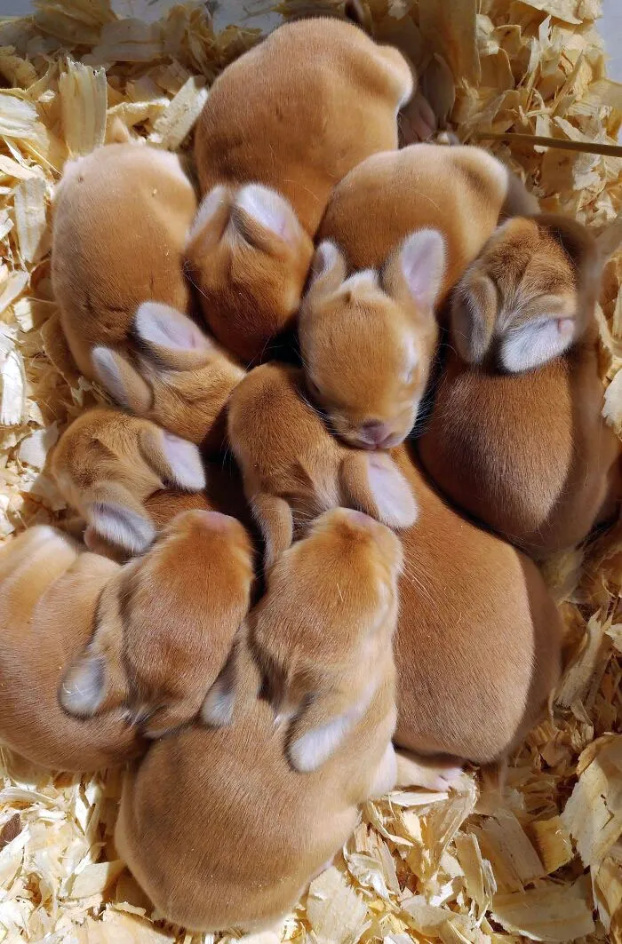 Tasty Buns