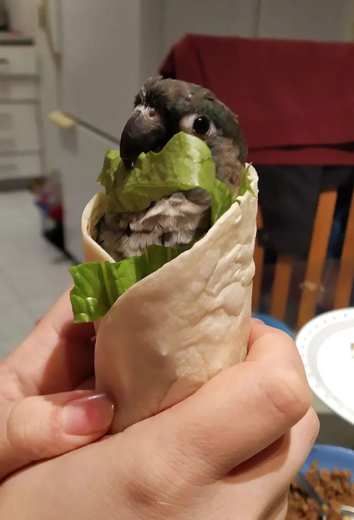 Birbrito
