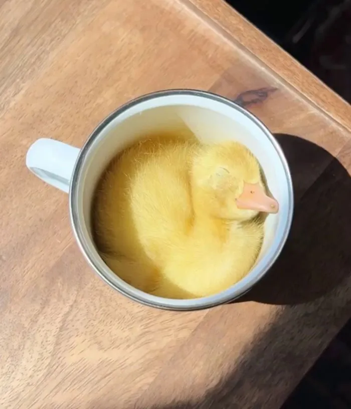 Looks Like Butter