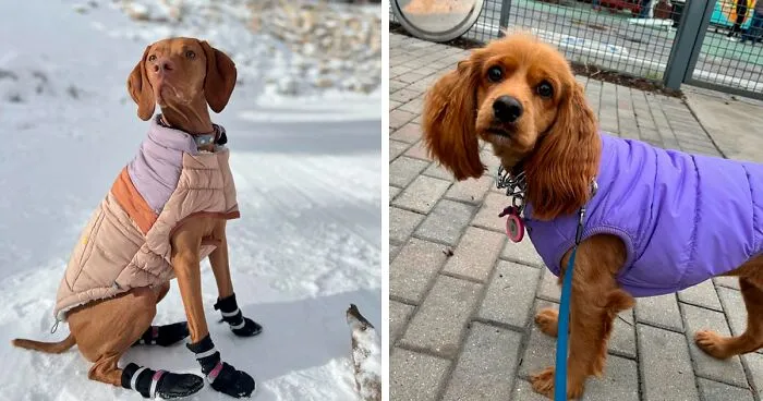Top 10 Winter Dog Coats: Best Dog Jackets & Warm Winter Coats