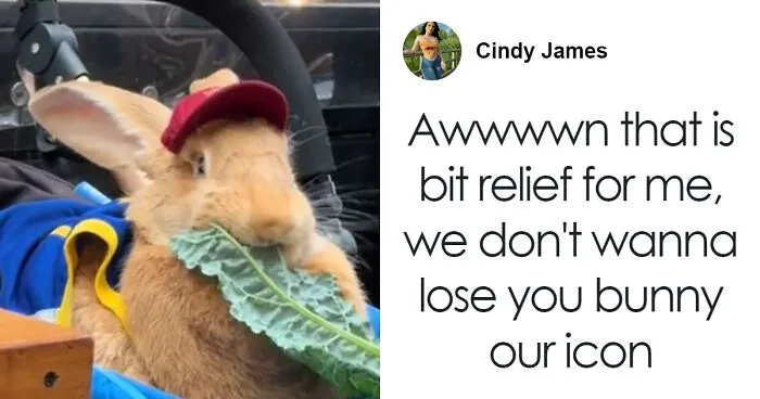 Meet the 30-Pound Bunny Rescued From A Slaughterhouse Who’s Now An Internet Sensation