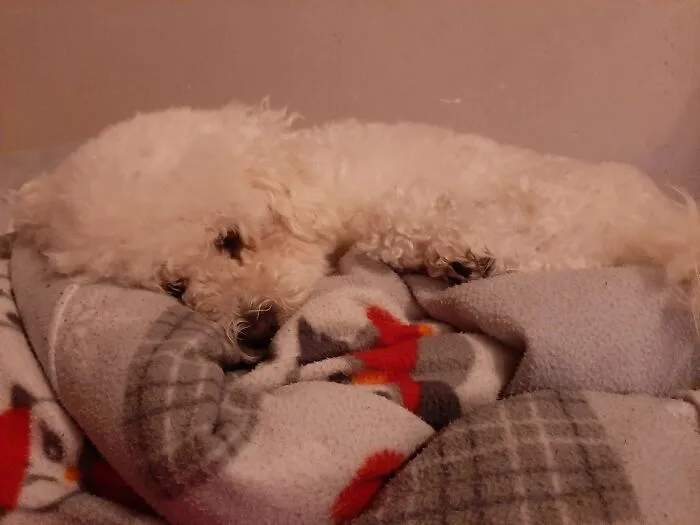 My Cute Dog