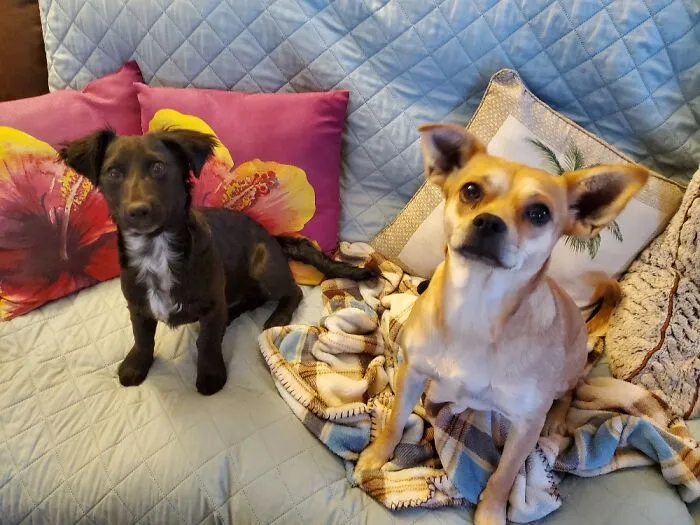 My New Rescue Pup Teddy, Left, And His Sister