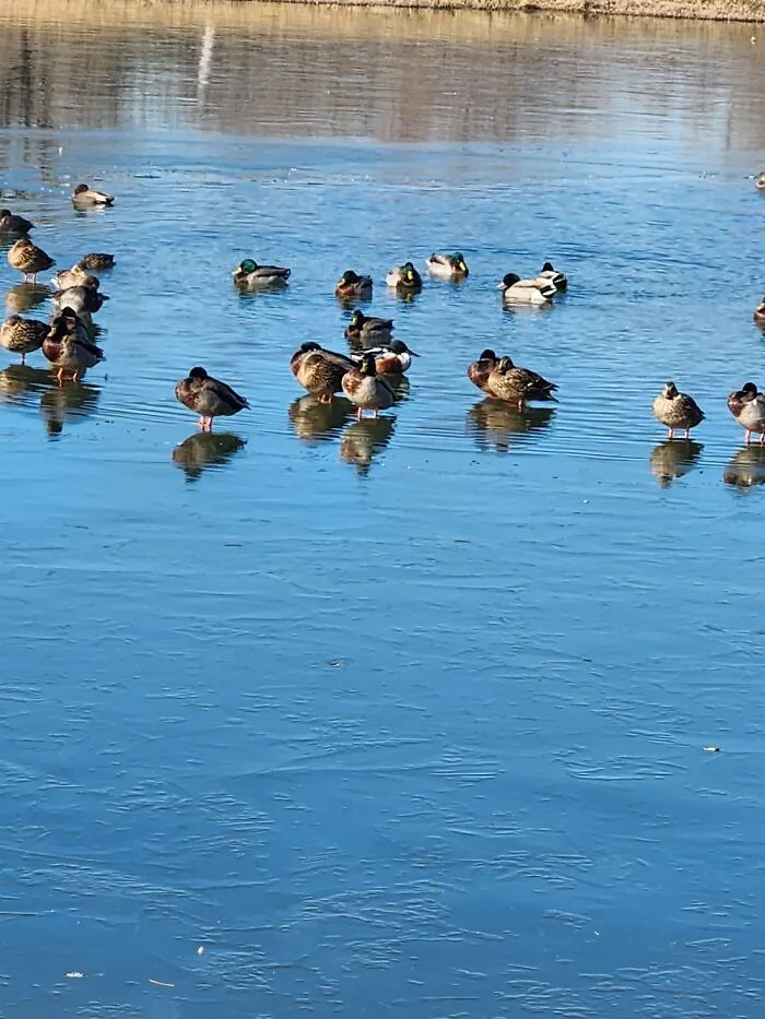 Taken In North Texas. Ducks Walking On The Frozen Pond While Other Ducks Are Swimming