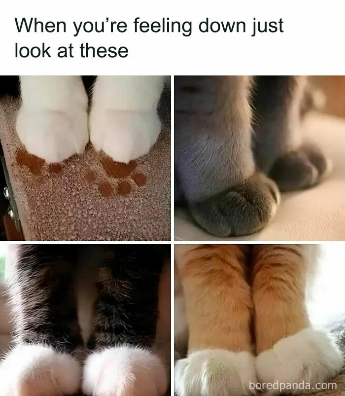 Instant Happiness: Cute Cat Paws To Brighten Your Day