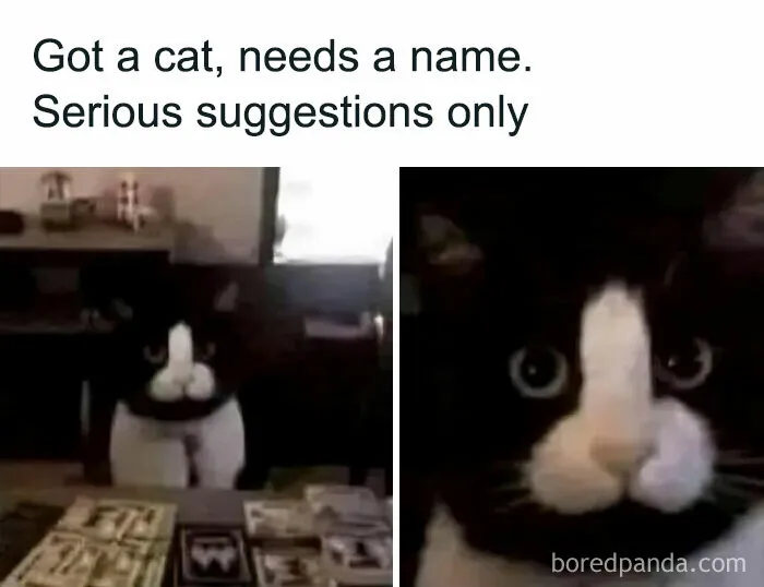 Cat Seeking Name: Serious Suggestions Only