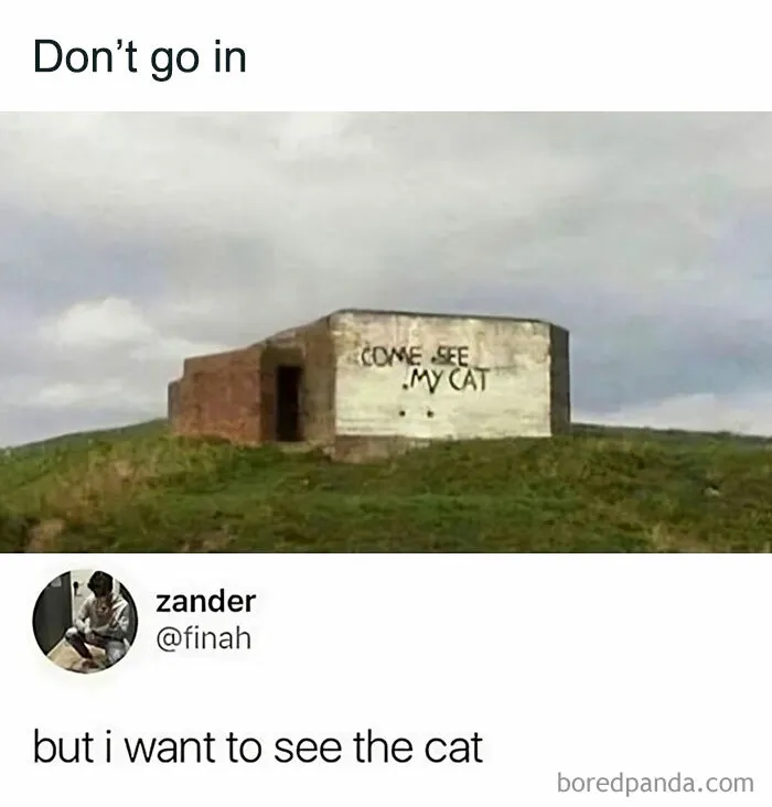 Enter The Mysterious Cat Bunker