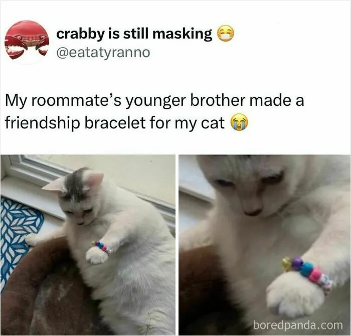Cat-Memes