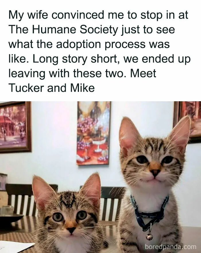 Unexpected Cat Adoption Leads To Two New Feline Friends
