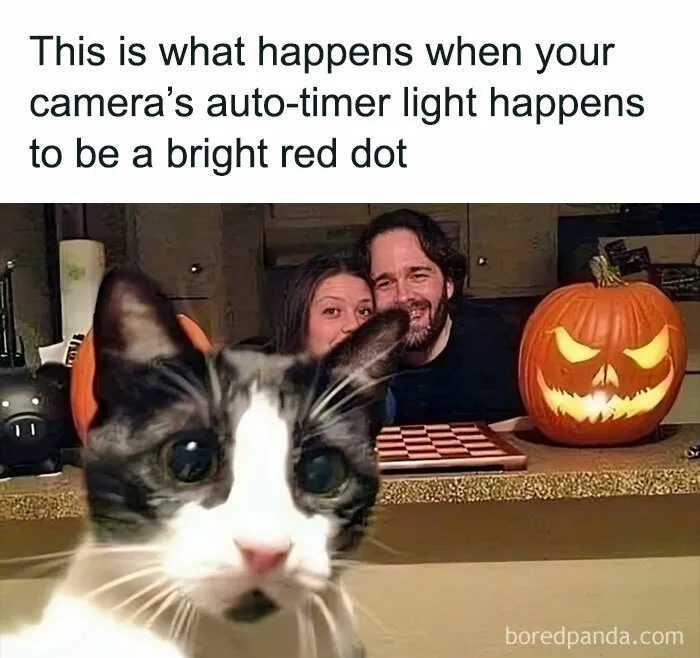 When Your Cat Steals The Show