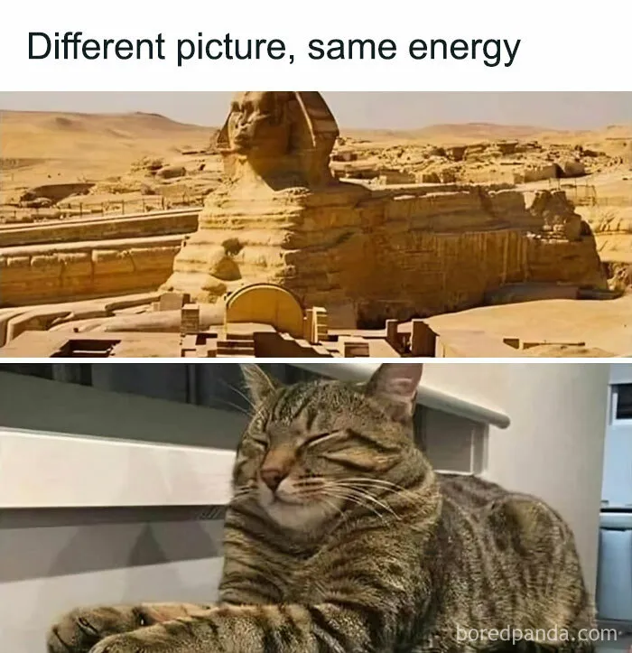 Sphinx And Sleepy Cat: Same Vibe