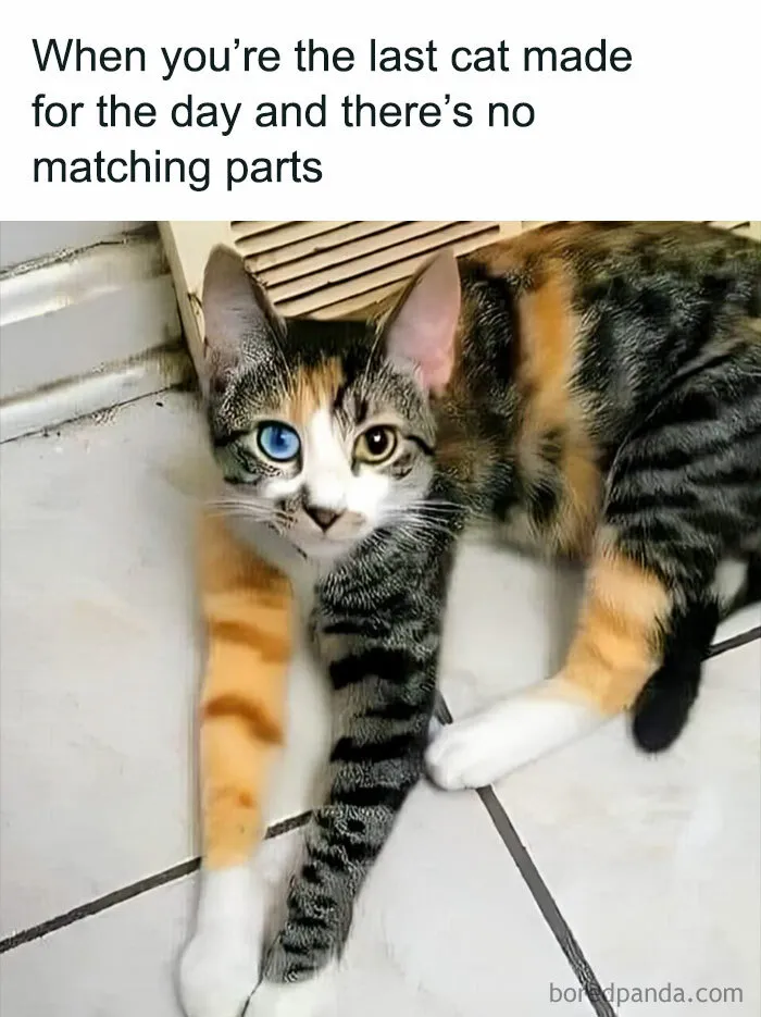 When Your Cat Parts Don't Quite Match