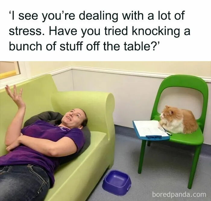 Stress Management Advice From A Cat Therapist