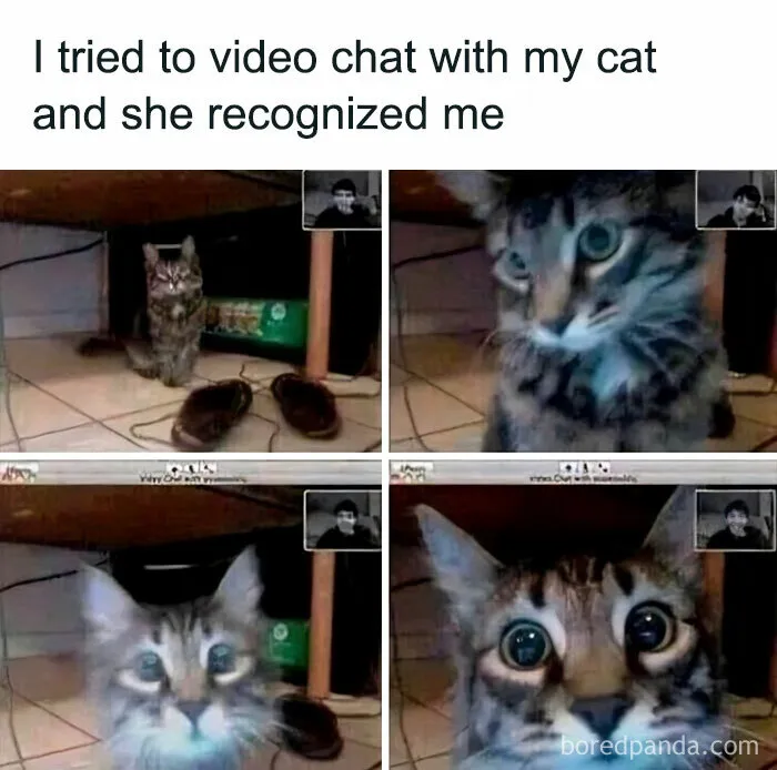 The Cat Recognizes Me During A Video Chat