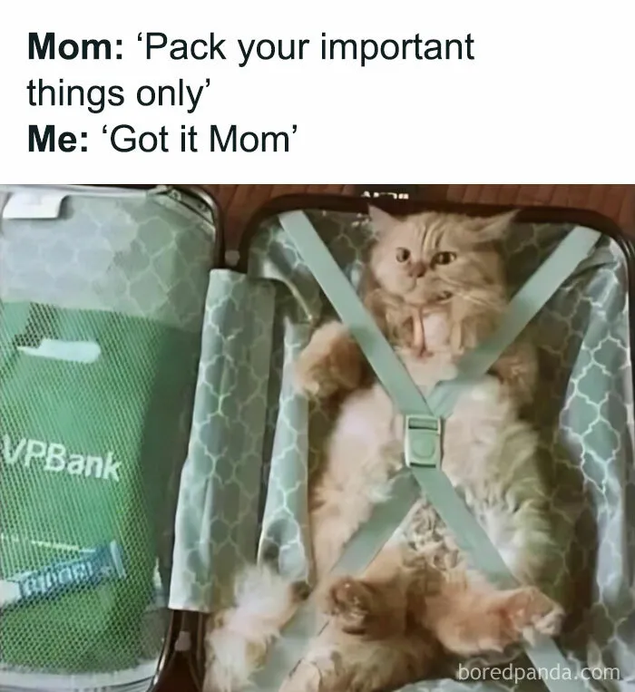 Cat Securely Packed For Travel