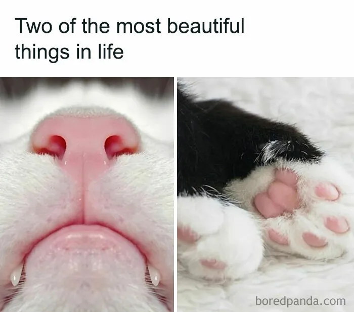 Cute Cat Meme - Cat's Nose And Paws Up Close