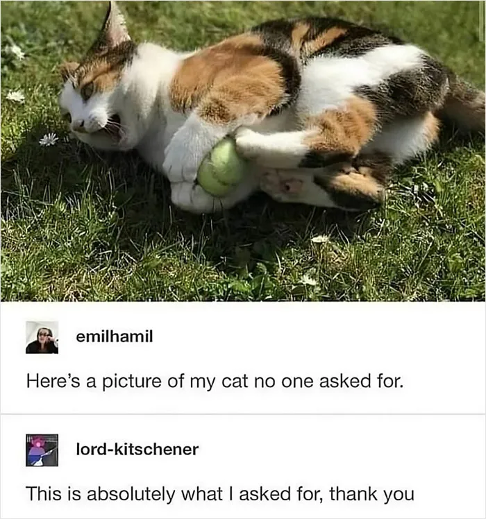Cat Cuddling With A Tennis Ball
