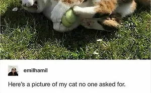 50 Cute And Funny Memes That Might Make You Want To Get A Cat