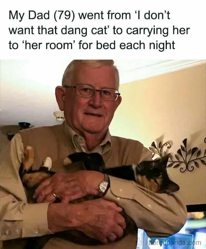 Cat-Memes