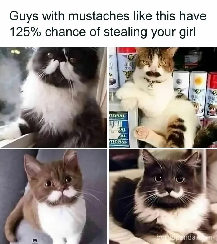 Cat-Memes