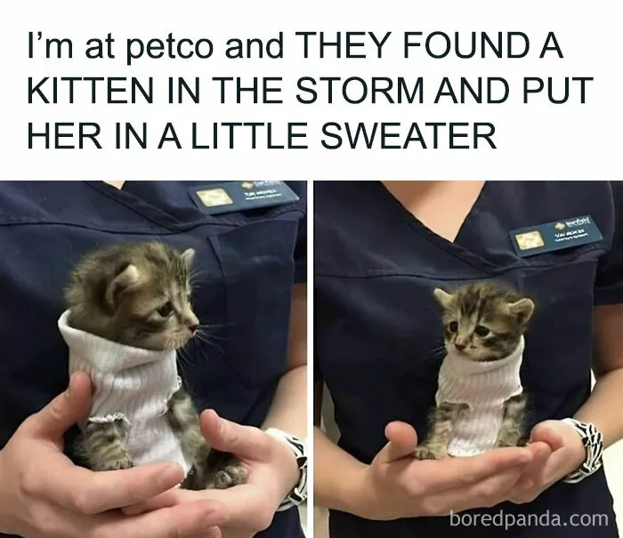 Rescued Kitten In A Sweater