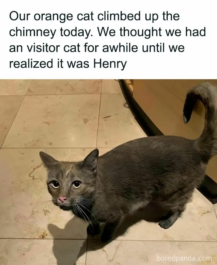 Chimney Adventure: The Case Of The Disguised Cat