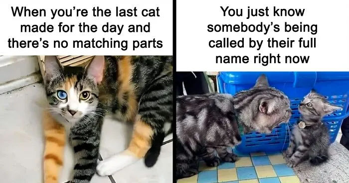 46 Cute And Funny Memes That Might Make You Want To Get A Cat