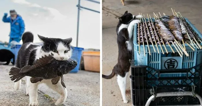 50 Captivating Images By Masayuki Oki Celebrating The Quirky And Playful Side Of Cats (New Pics)