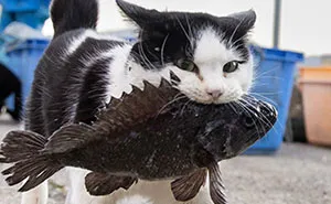 50 Captivating Images By Masayuki Oki Celebrating The Quirky And Playful Side Of Cats (New Pics)